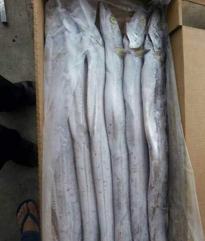 갈치