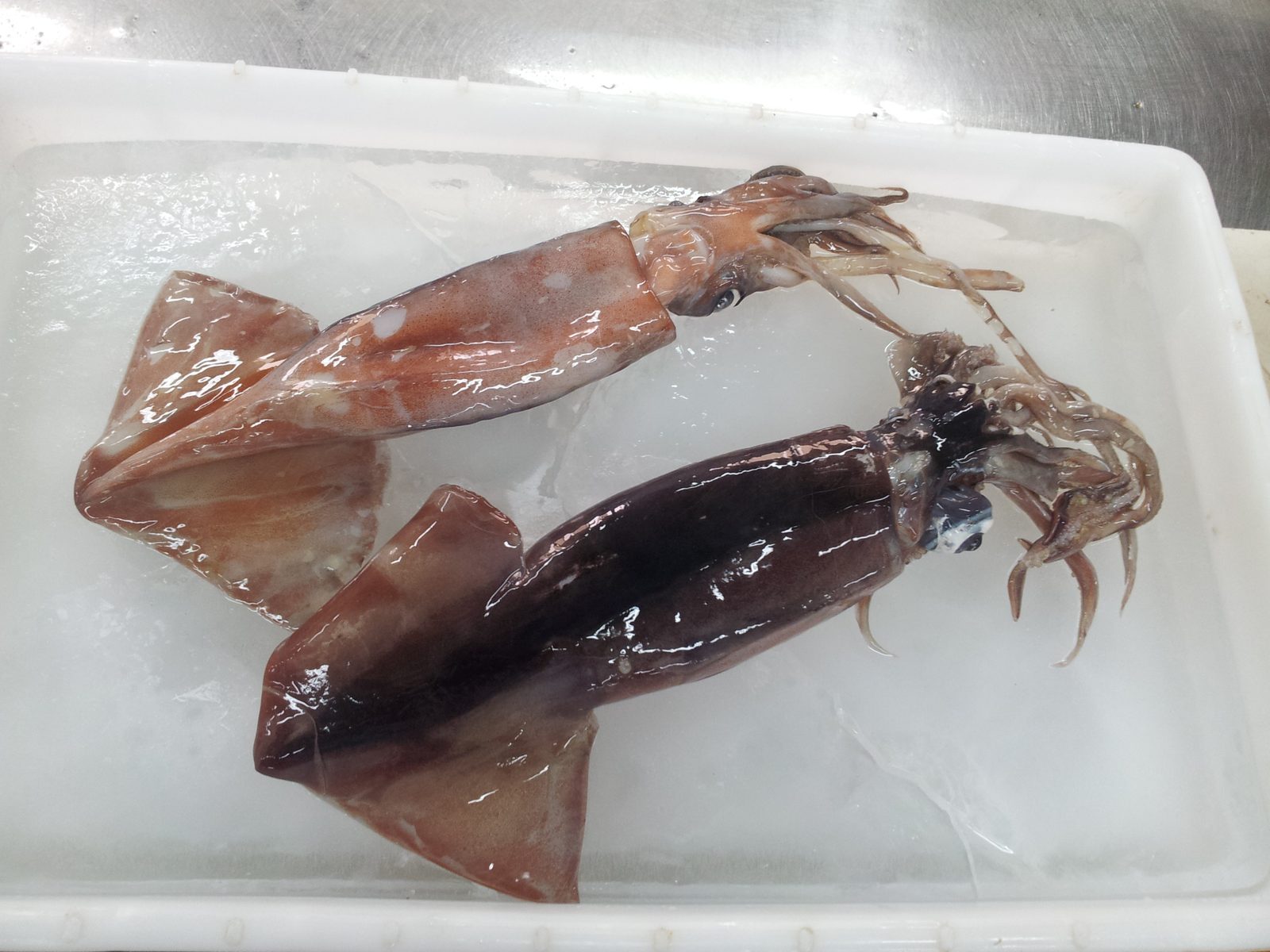 문어
