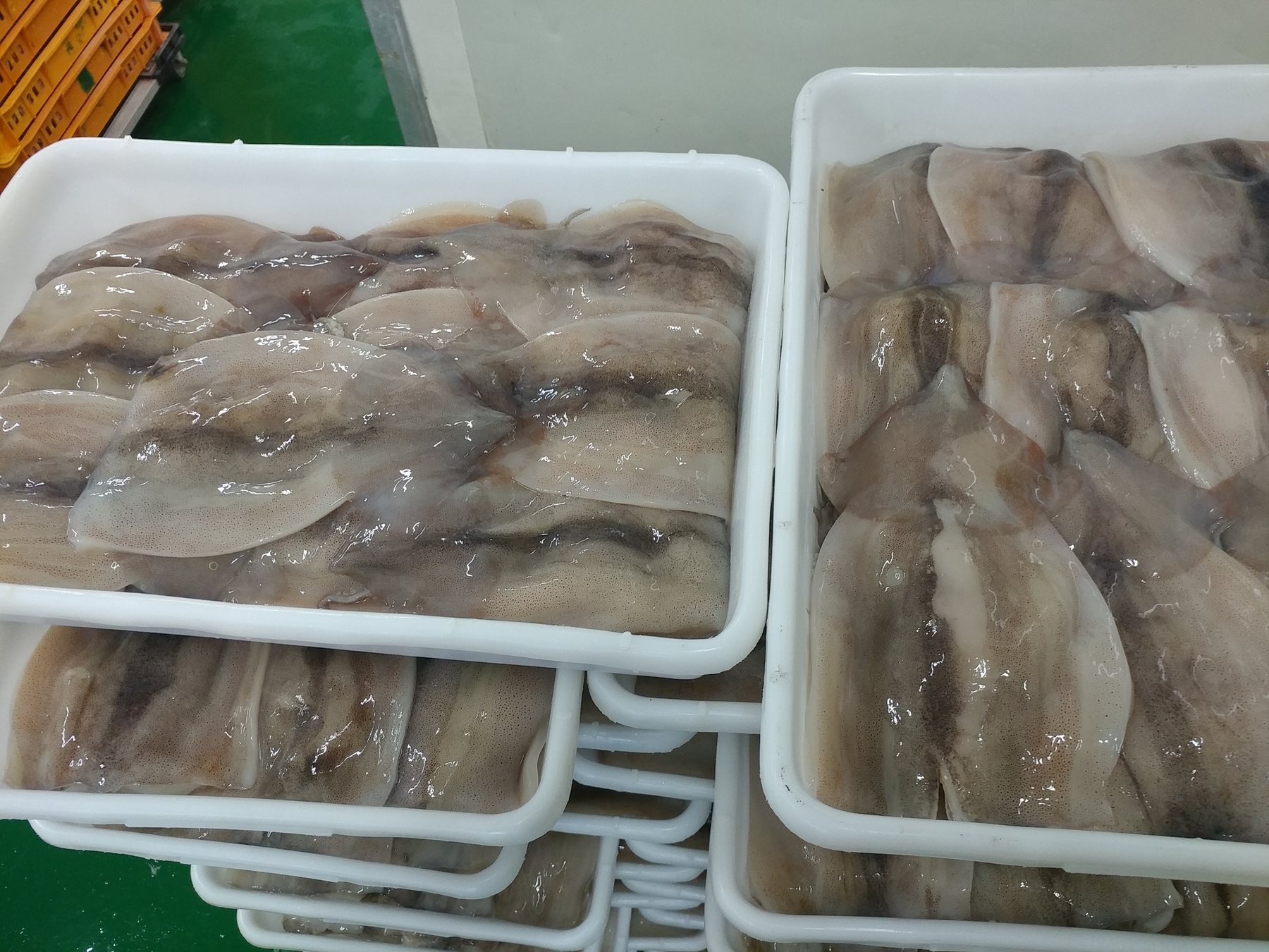 포클랜드 오징어