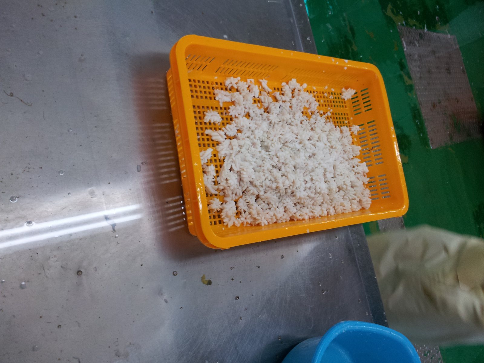 오징어꽃 · 해바라기
